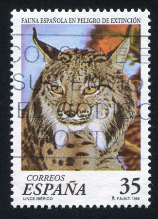 SPAIN - CIRCA 1998: stamp printed by Spain, shows Lynx, circa 1998のeditorial素材