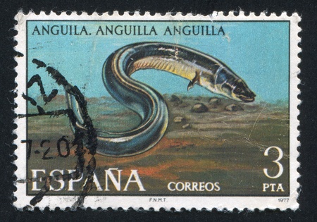 SPAIN - CIRCA 1977: stamp printed by Spain, shows Sea Eel, circa 1977のeditorial素材