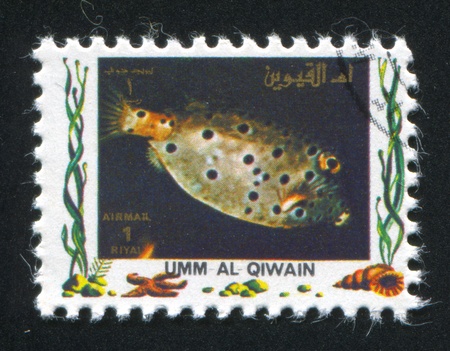 UMM AL-QUWAIN - CIRCA 1972: stamp printed by Umm al-Quwain, shows Whitespotted boxfish, circa 1972のeditorial素材