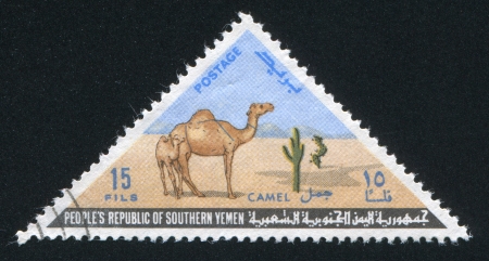 YEMEN - CIRCA 1970: stamp printed by Yemen, shows Camel and Calf, circa 1970のeditorial素材