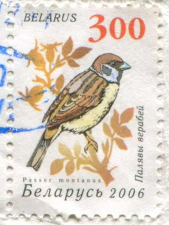 BELARUS - CIRCA 2006: stamp printed by Belarus, shows Eurasian Tree Sparrow, circa 2006のeditorial素材