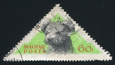 HUNGARY - CIRCA 1956: stamp printed by Hungary, shows Sheepdog Pumi, circa 1956
