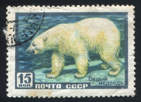 RUSSIA - CIRCA 1957: stamp printed by Russia, shows Polar bear, circa 1957のeditorial素材