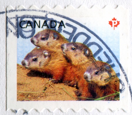 CANADA - CIRCA 2013: stamp printed by Canada, shows Marmot, circa 2013のeditorial素材