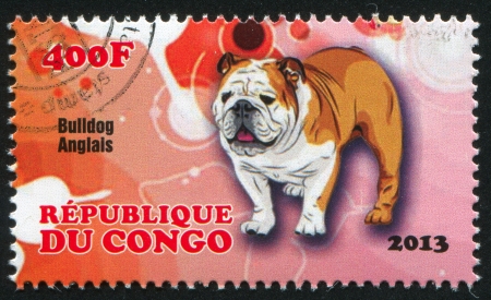 CONGO - CIRCA 2013: stamp printed by Congo, shows dog bulldog anglais, circa 2013のeditorial素材
