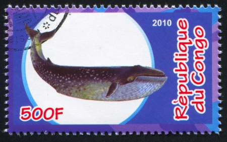 CONGO - CIRCA 2010: stamp printed by Congo, shows Whale, circa 2010のeditorial素材