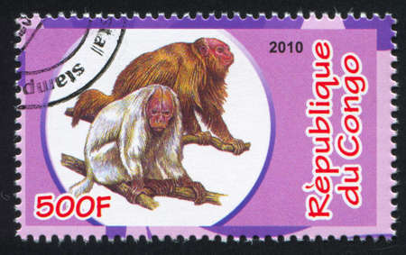 CONGO - CIRCA 2010: stamp printed by Congo, shows Monkey, circa 2010のeditorial素材