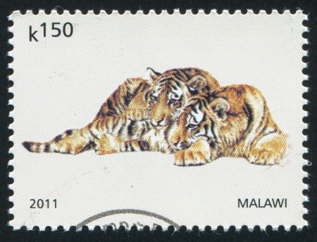 MALAWI - CIRCA 2011: stamp printed by Malawi, shows Tiger, circa 2011のeditorial素材