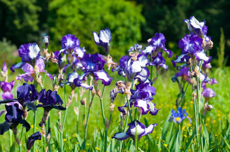 Blue irises blossoming in a garden