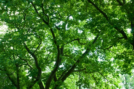 Beautiful forest sunny summer day. Nature green wood.