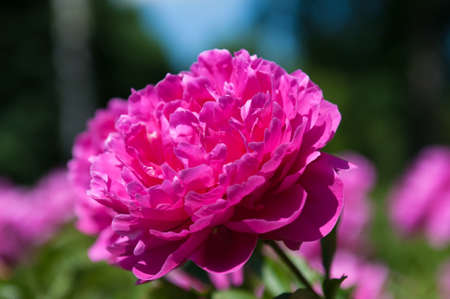 Close-up view of gently pink peony flower in sunny spring day.の写真素材