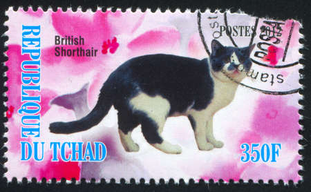 CHAD - CIRCA 2012: stamp printed by Chad, shows British shorthair cat, circa 2012のeditorial素材