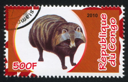 CONGO - CIRCA 2010: stamp printed by Congo, shows Raccoon, circa 2010のeditorial素材
