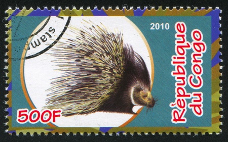 CONGO - CIRCA 2010: stamp printed by Congo, shows Porcupine, circa 2010のeditorial素材