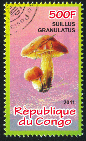 CONGO - CIRCA 2011: stamp printed by Congo, shows Suillus, circa 2011のeditorial素材