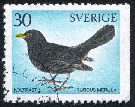 SWEDEN - CIRCA 1970: stamp printed by Sweden, shows Blackbird, circa 1970のeditorial素材