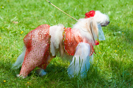 Groomed Chinese Crested Dog  - Powderpuff, three years month old の写真素材