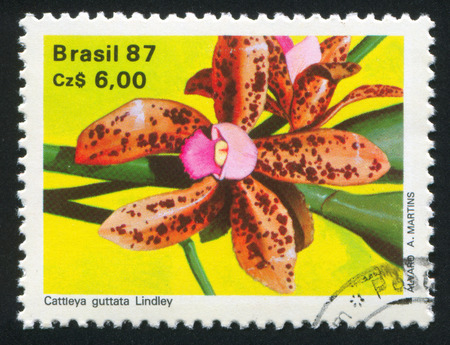 BRAZIL - CIRCA 1987: stamp printed by Brazil, shows Orchid  flower, Cattleya guttata lindley, circa 1987のeditorial素材