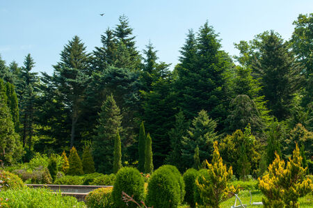 Beautiful forest sunny summer day. Nature green wood.の写真素材