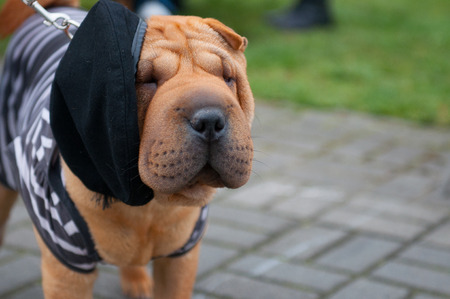 The Shar Pei, is a breed of dog known for its distinctive features of deep wrinkles and a blue-black tongue.の写真素材
