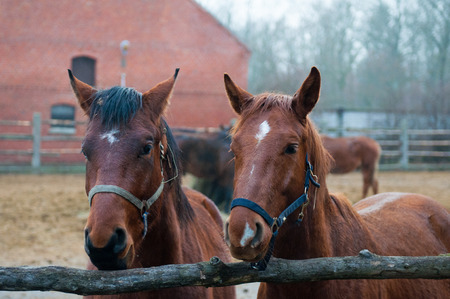 Thoroughbred horse at a walk. Ranch in Chernyakhovsk. Kaliningrad region.の写真素材
