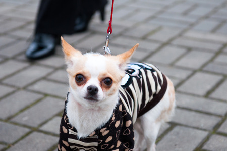 The Chihuahua is the smallest breed of dog and is named for the state of Chihuahua in Mexico.の写真素材