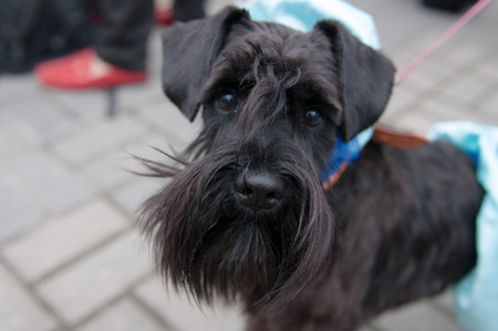 The Miniature Schnauzer is a breed of small dog of the Schnauzer type.の写真素材