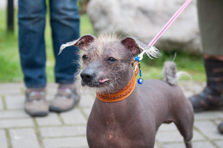 Dog show. The Xoloitzcuintle or Xolo for short, is a hairless breed of dog.の写真素材