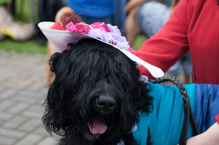 The Black Russian Terrier is a breed of dog, developed to serve as guard dog and police dog.の写真素材
