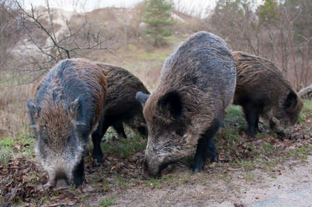 Wild pigs in the national park the Curonian Spit. Russian. Kaliningrad Oblast.の写真素材