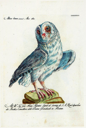 RUSSIA - CIRCA 2014: post card printed by Russia (USSR), shows Vintage engraving owl 1776, Saverio Manetti, circa 2014のeditorial素材