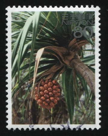 RUSSIA KALININGRAD, 18 MARCH 2016: stamp printed by Japan, shows a  palm tree with a fruit, circa 2007のeditorial素材