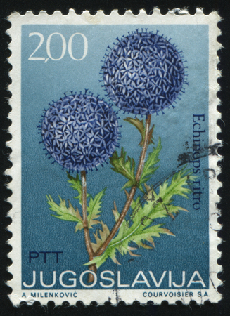 RUSSIA KALININGRAD, 12 NOVEMBER 2016: stamp printed by Yugoslavia, shows Globe Thistles, circa 1973のeditorial素材