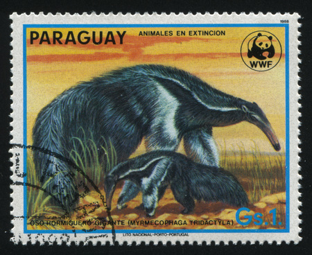 RUSSIA KALININGRAD, 22 APRIL 2017: stamp printed by Paraguay, shows Myrmecophaga tridactyla, circa 1988のeditorial素材