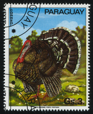 RUSSIA KALININGRAD, 22 APRIL 2017: stamp printed by Paraguay, shows turkey, circa 1976のeditorial素材