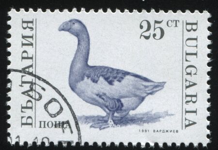 RUSSIA KALININGRAD, 26 MARCH 2019: stamp printed by Bulgaria shows goose, circa 1991のeditorial素材