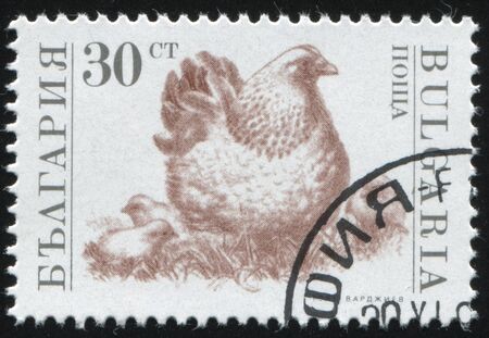 RUSSIA KALININGRAD, 26 MARCH 2019: stamp printed by Bulgaria shows chicken, circa 1991のeditorial素材
