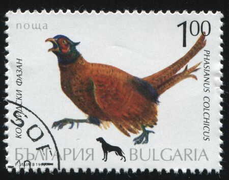 RUSSIA KALININGRAD, 26 MARCH 2019: stamp printed by Bulgaria shows pheasant, circa 1999のeditorial素材