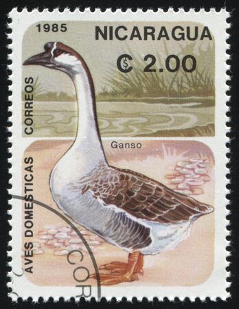 RUSSIA KALININGRAD, 26 MARCH 2019: stamp printed by Nicaragua shows goose, circa 1985のeditorial素材