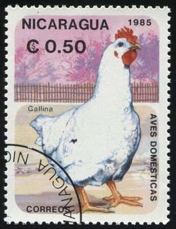 RUSSIA KALININGRAD, 26 MARCH 2019: stamp printed by Nicaragua shows chicken, circa 1985のeditorial素材