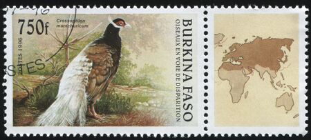 RUSSIA KALININGRAD, 26 MARCH 2019: stamp printed by Burkina Faso shows peacock, circa 1996のeditorial素材