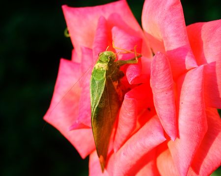 Green grasshopper resting on a wild roseの写真素材