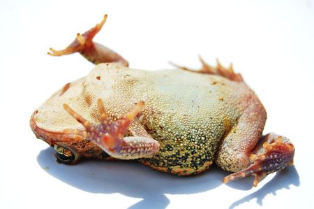 Toad playing dead on white backgroundの写真素材