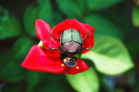 Colored beetle on red roseの写真素材