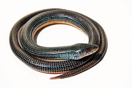 glass lizard on white backgroundの写真素材