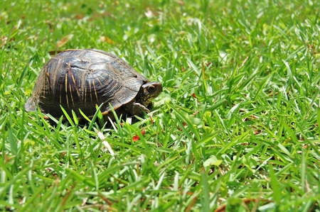 turtle in green grass