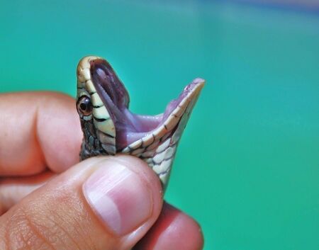 hand holding a snake with mouth openの写真素材