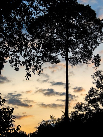 A beautiful sunset in forestの写真素材