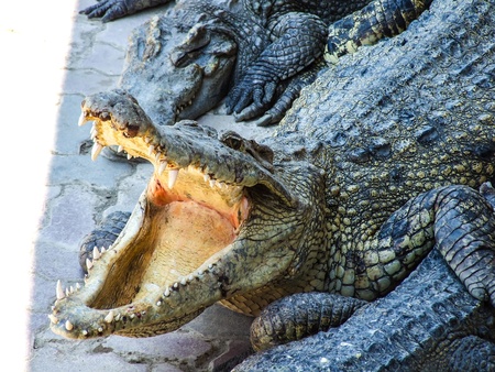 crocodile with open mouth resting, Thailandの写真素材