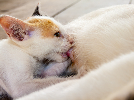 Kitten drinking milk from momの写真素材